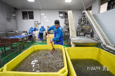 唐山灤南 冷凍對蝦加工忙，水產品冷鏈產業興